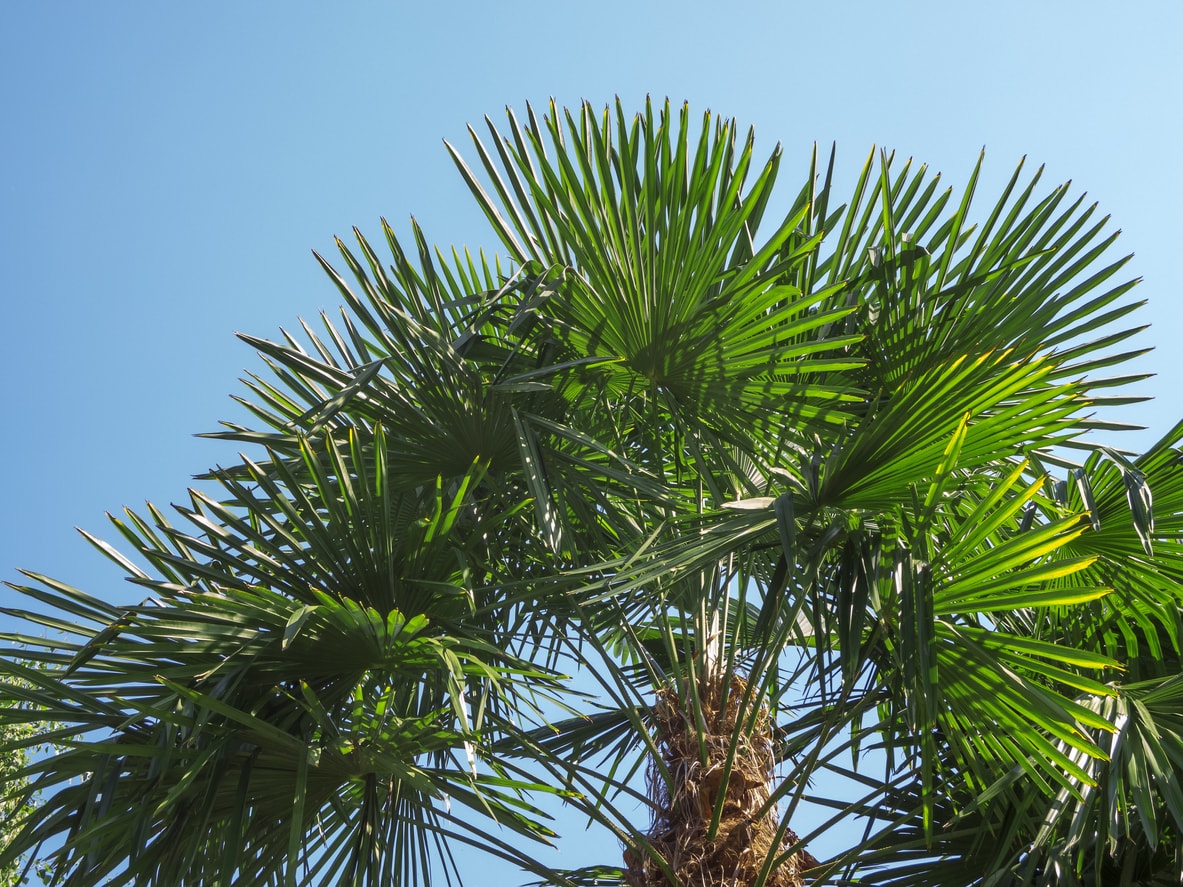 Hanfpalme überwintern So kommt Ihre Palme sicher durch den Winter