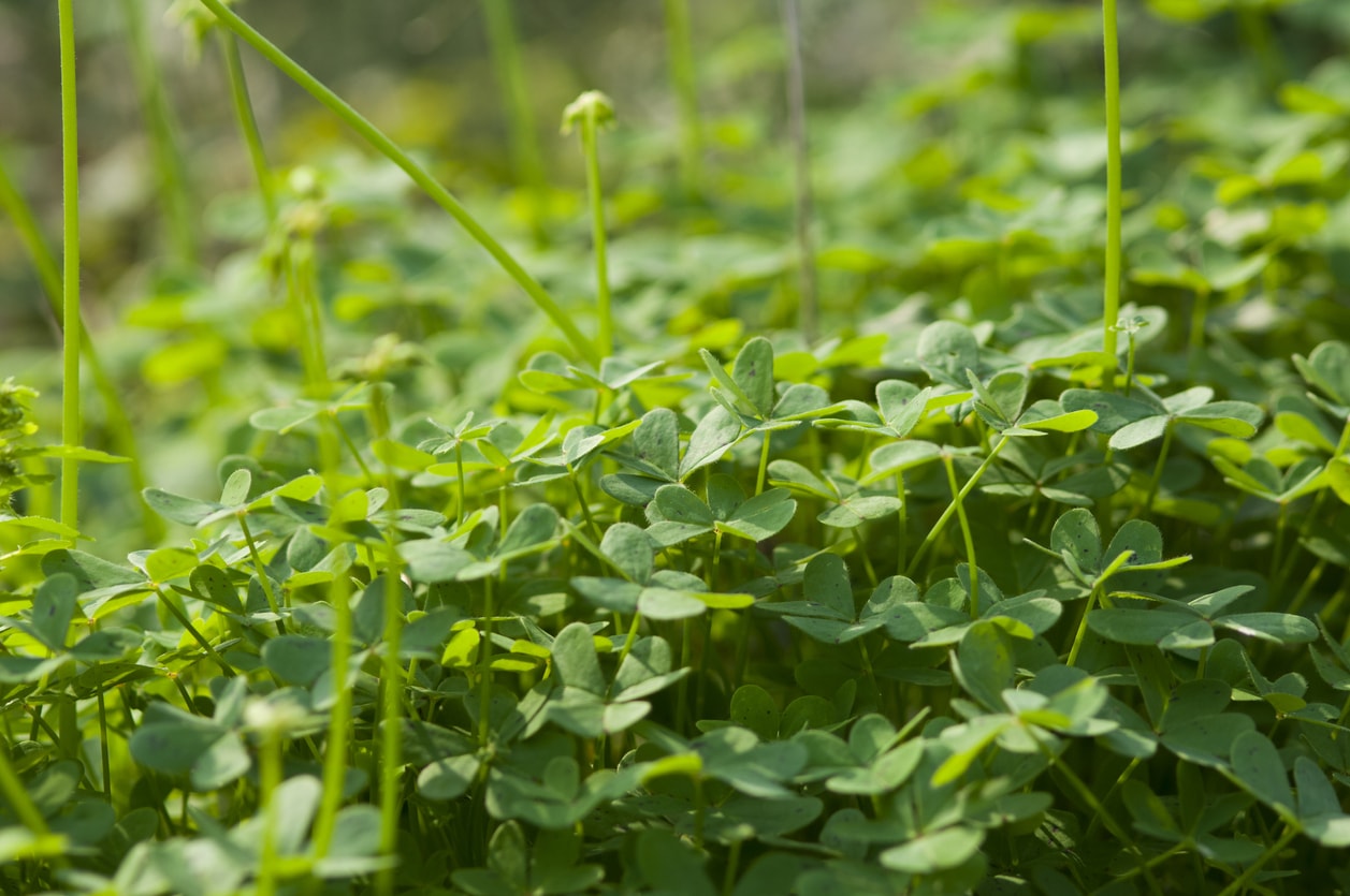 Microclover Klee statt Rasen für Ihren Garten