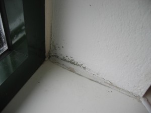Fensterecke mit Schimmelbildung an der Wand. Feuchtigkeit hat dazu geführt, dass sich in der Ecke kleine schwarze Schimmelflecken gebildet haben. Die Fensterbank ist weiß, der Fensterrahmen ist dunkelgrün.