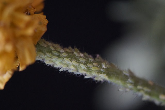 Nahaufnahme eines Pflanzenstängels mit kleinen grünen Blattläusen darauf. Links ist ein Teil einer gelben Blüte sichtbar. Der Hintergrund ist dunkel, was den Fokus auf die Blattläuse und den Stängel lenkt.