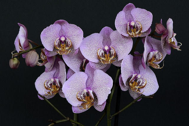 Lilafarbene Orchideenblüten mit feinen, weißen Punkten und gelben Akzenten vor einem dunklen Hintergrund. Die Blumen sind dicht gruppiert und zeigen verschiedene Öffnungsstadien von Knospen zu vollen Blüten.