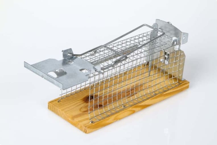 Eine Lebendfalle aus Metall mit Holzboden auf weißem Hintergrund. Die Falle hat einen Drahtkäfig und einen Mechanismus zum sicheren Fangen kleiner Tiere, z.B. Mäuse. Sie ist offen und bereit für den Einsatz.