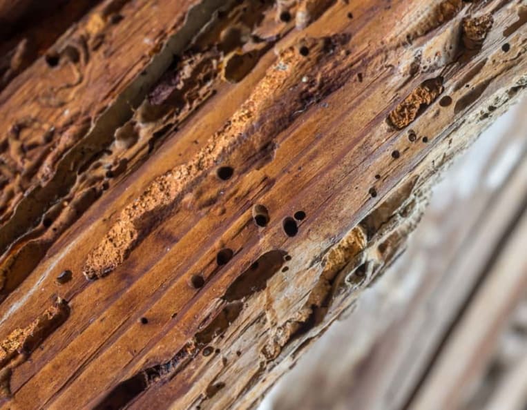 Bei einem großen Befall lohnt es sich, professionelle Hilfe mit der Bekämpfung von Holzwürmern zu beauftragen