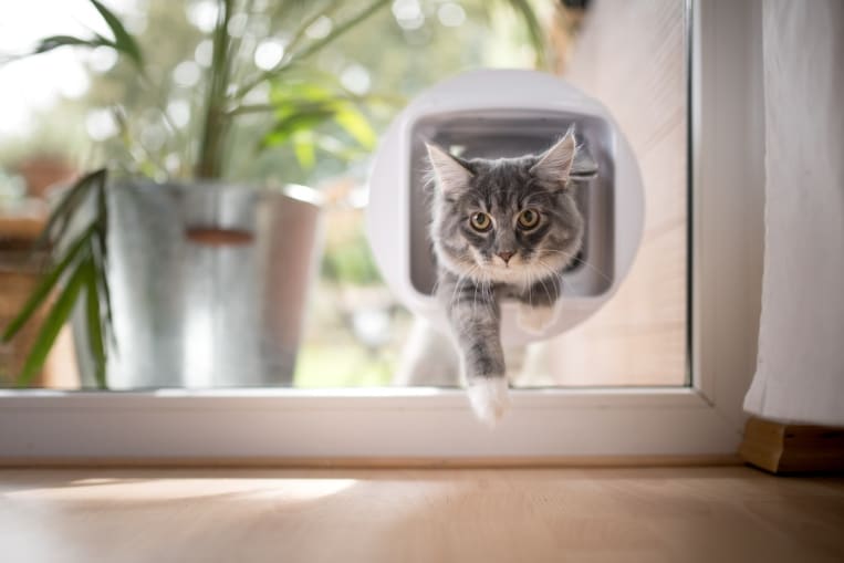 Die Katzenklappe in eine Glastür ohne Scherben einbauen!