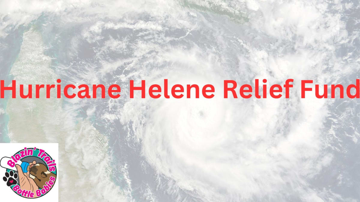 Hurricane Helene Relief Fund: Rebuilding Small Animal Rescues in ...