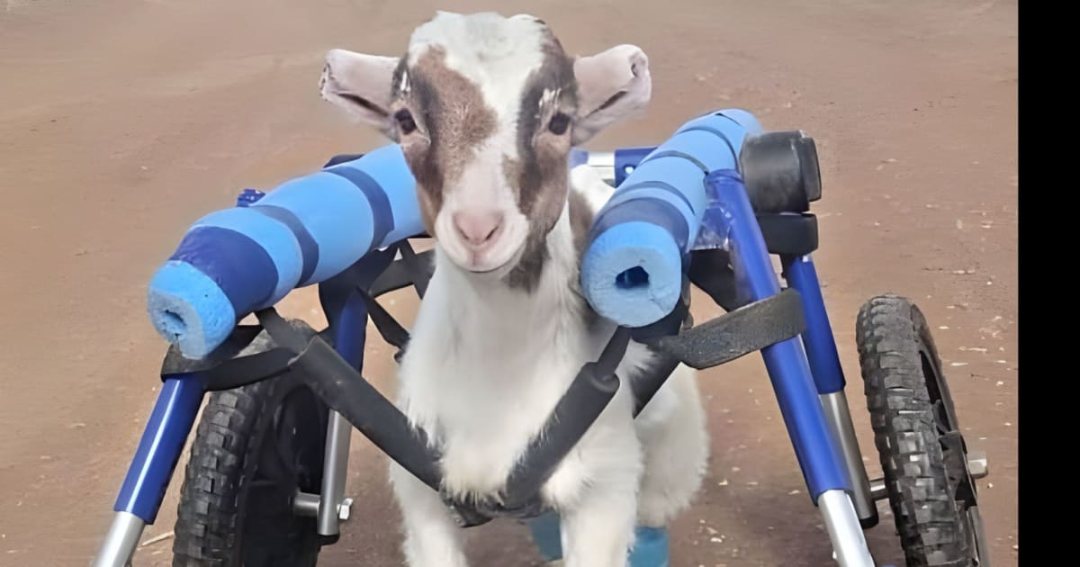 A small goat using a blue mobility cart with padded supports on each side. The goat stands on a dirt path, with the surrounding landscape of sparse grass and trees visible in the background. The cart helps the goat move independently, illustrating the compassionate care provided by the sanctuary.
