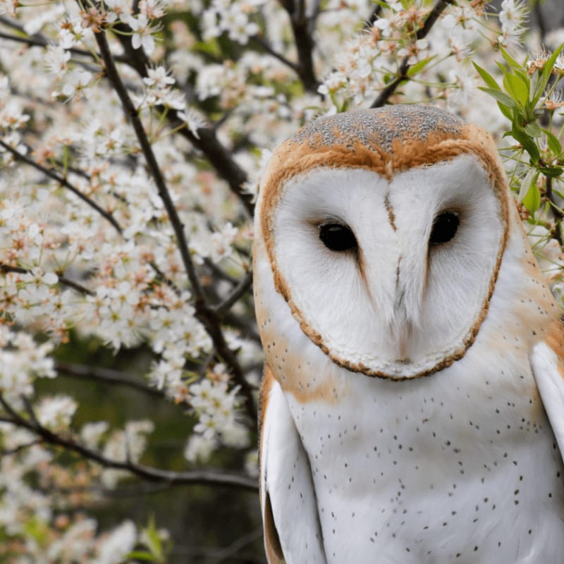Illinois Raptor Center Decatur Il First Friday Raptor Focus