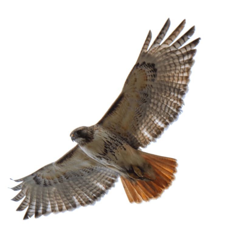 Illinois Raptor Center Decatur Il RAPTOR FOCUS SERIES TICKETS _ RED-TAILED HAWK