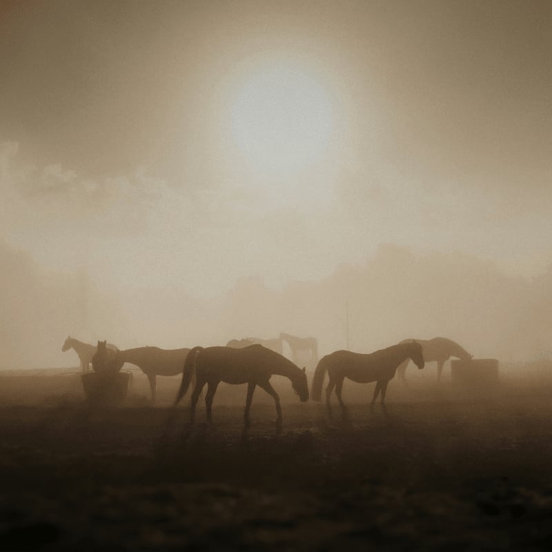 silhouette of horses on field during sunset