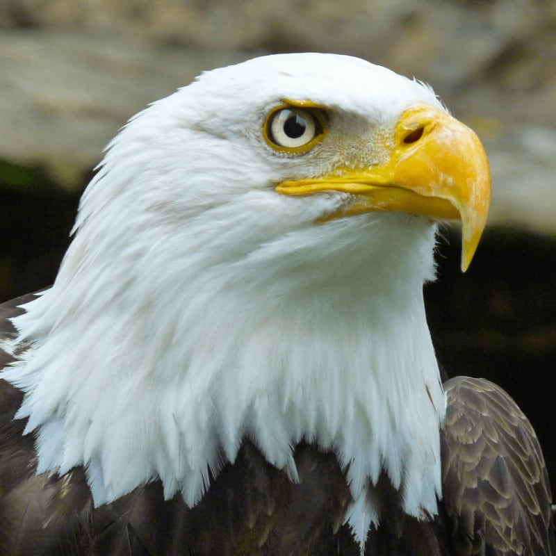 hawk