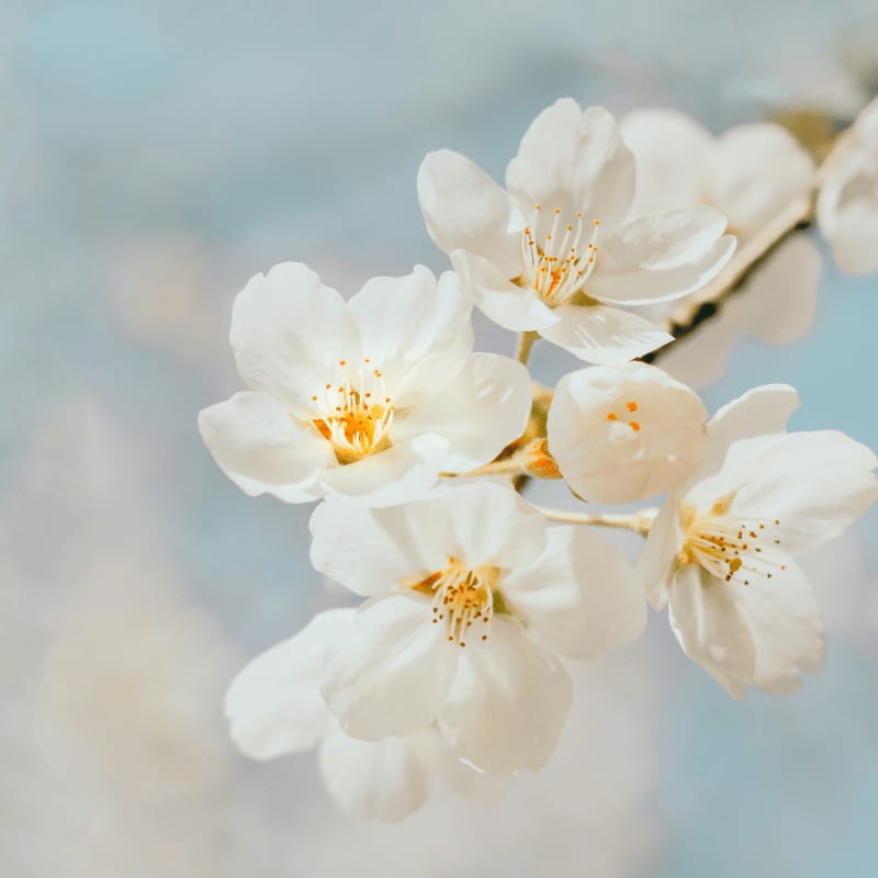 white cherry blossom in close up photography