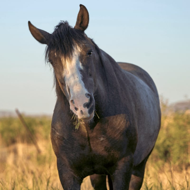 A dark horse with a white blaze on its face stands in a field of dry grass, with a hazy, sunlit background.
