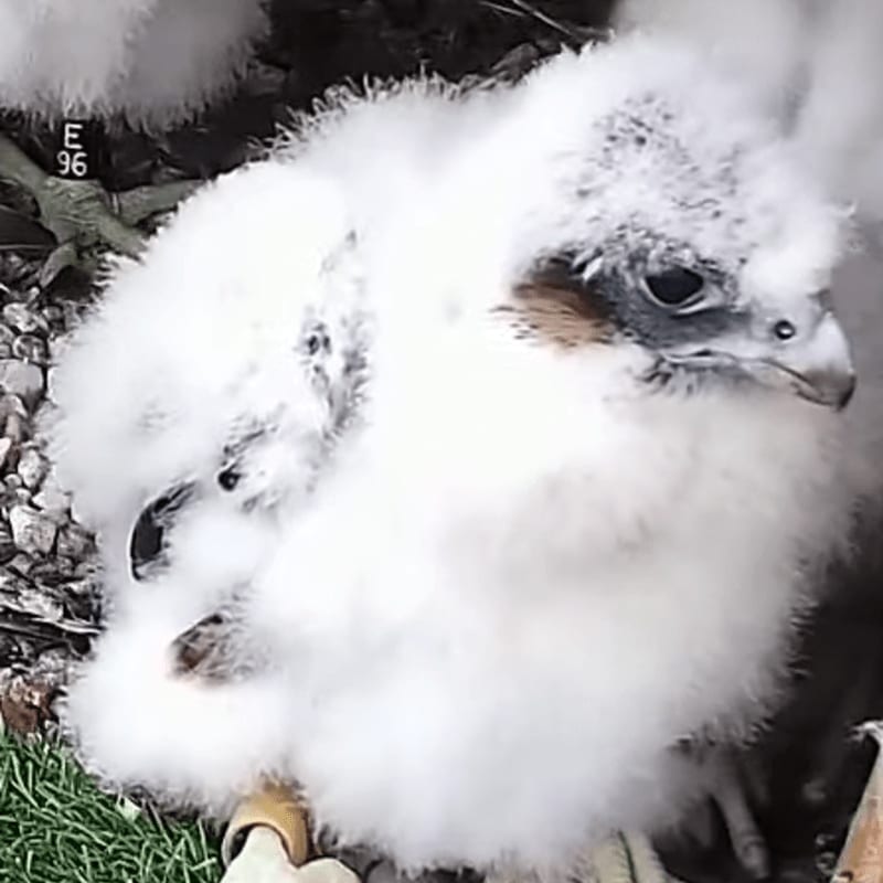 A fluffy white falcon chick with dark eyes sits in a nest of twigs and grass, with another chick partially visible behind it.
