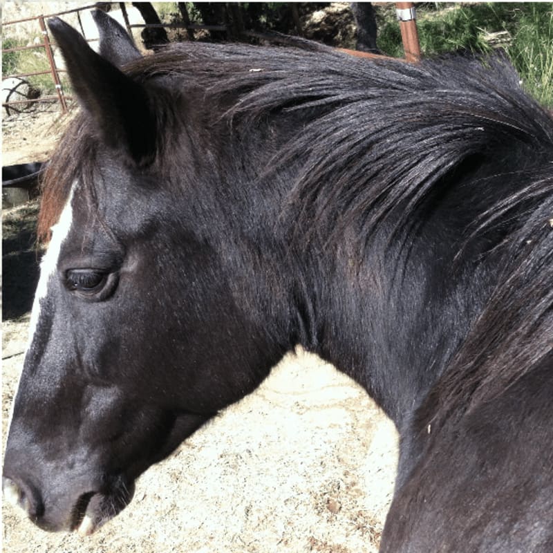 A dark horse with a white blaze on its face stands in a sandy enclosure with a fence and hay in the background.
