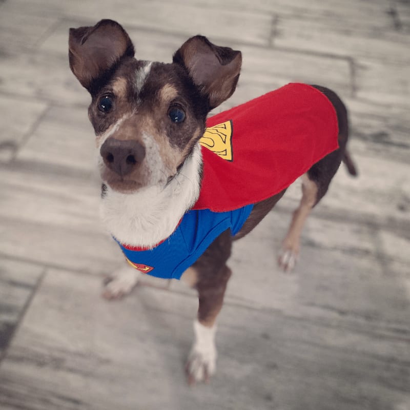 A small dog in a Superman costume stands on a wooden floor.