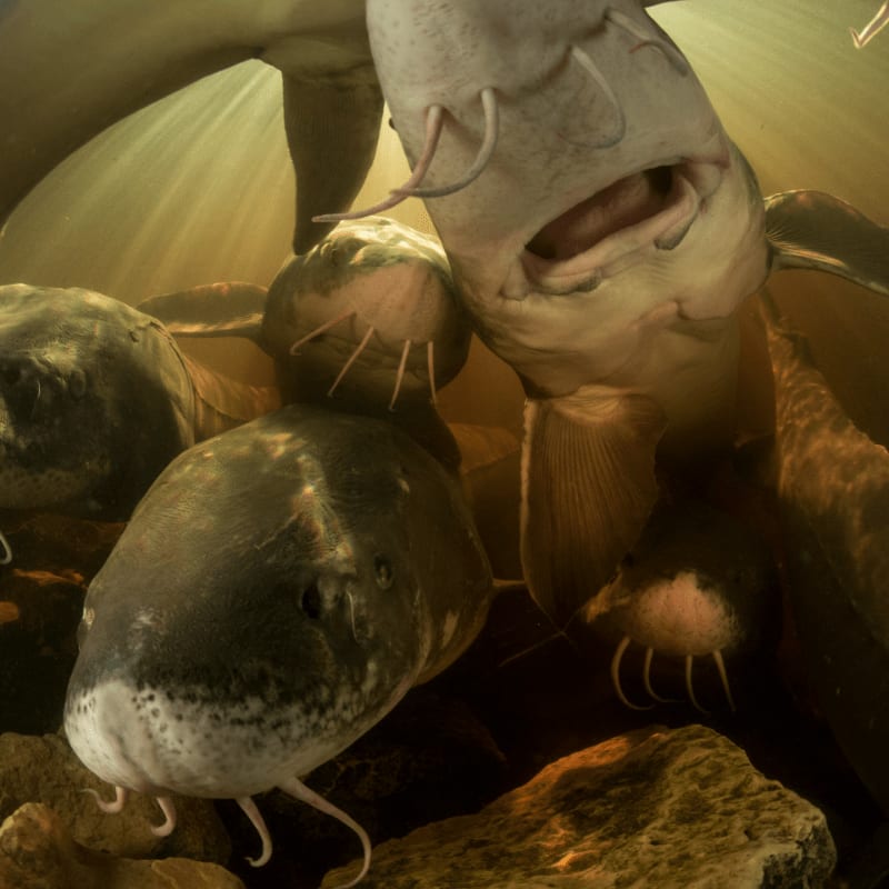 Several catfish swim in murky water, with sunlight filtering down from above.
