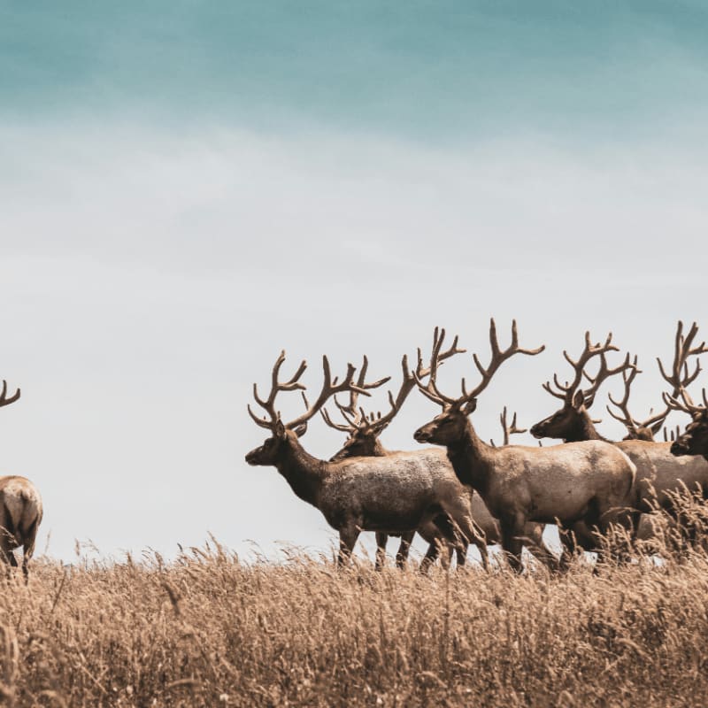 herd of deer on brown grass field during daytime