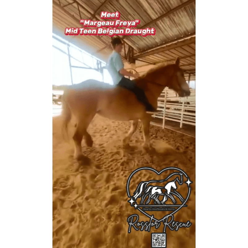 A person rides a light brown Belgian Draft horse in a sandy arena, with a rescue organization's logo in the foreground and a wooden structure in the background.
