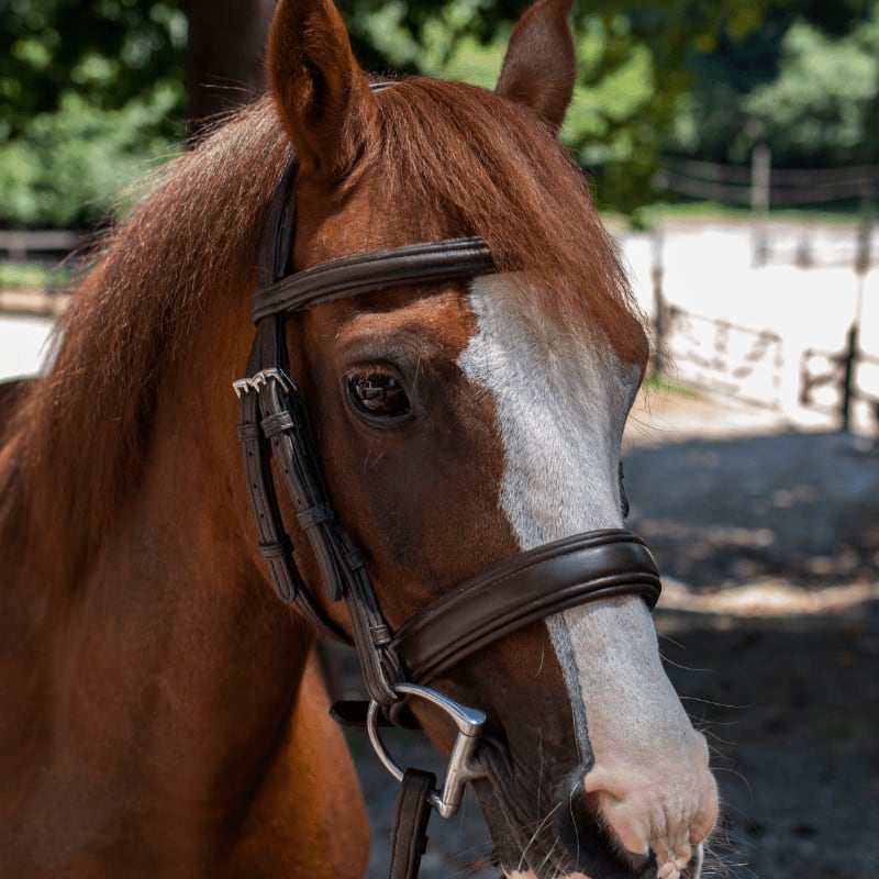 A chestnut horse with a white blaze is in the foreground, while a blurred background of trees and fencing is visible.