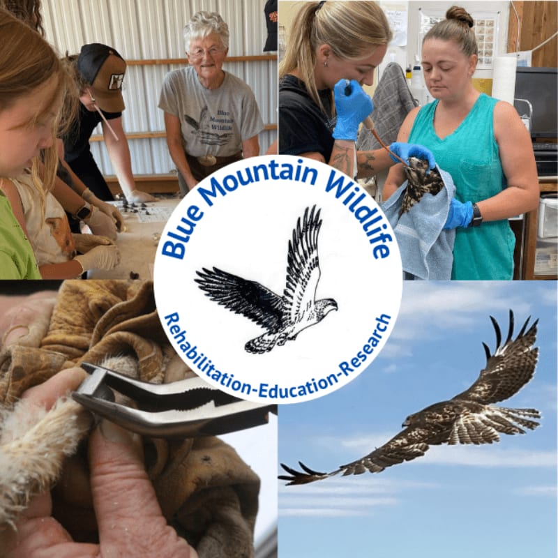 In the foreground, people are tending to an animal's leg, while the background features a logo with a soaring eagle and a clear blue sky.