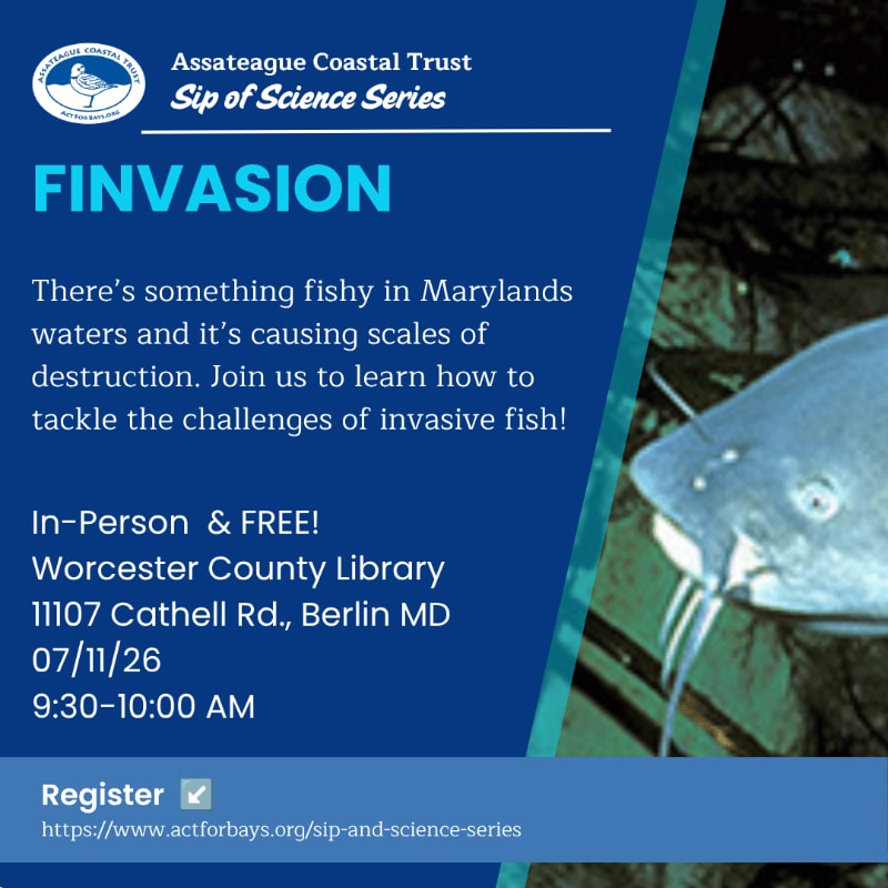A close-up of a catfish's head fills the right side of the image, while the left side displays event details for the Assateague Coastal Trust's "FINVASION" Sip of Science Series.