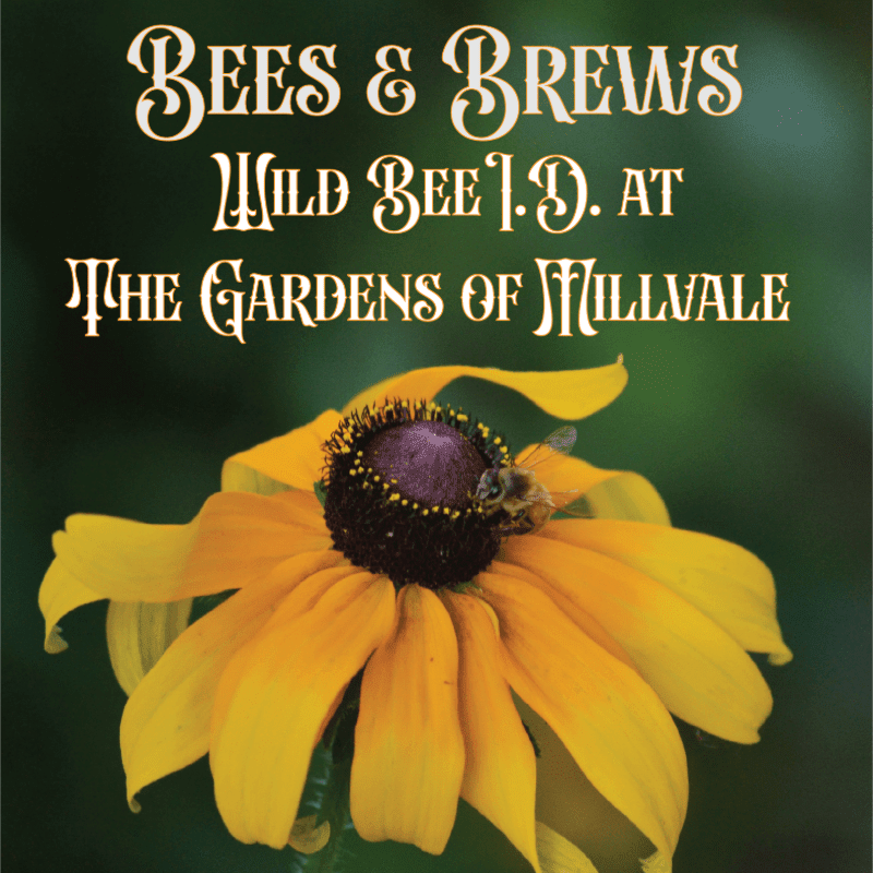A bee rests on a bright yellow flower in the foreground, with text advertising "BEES & BREWS WILD BEE I.D. AT THE GARDENS OF MILLVALE" against a blurred green background.