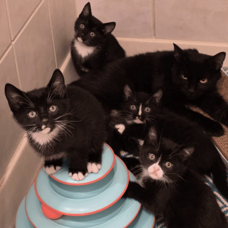 A group of six black and white kittens huddle together with their mother in a corner, with some kittens perched on a blue toy.