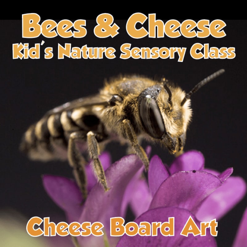 A fuzzy bee rests on a purple flower in the foreground, with the words "Bees & Cheese Kid's Nature Sensory Class" and "Cheese Board Art" overlayed on a dark background.