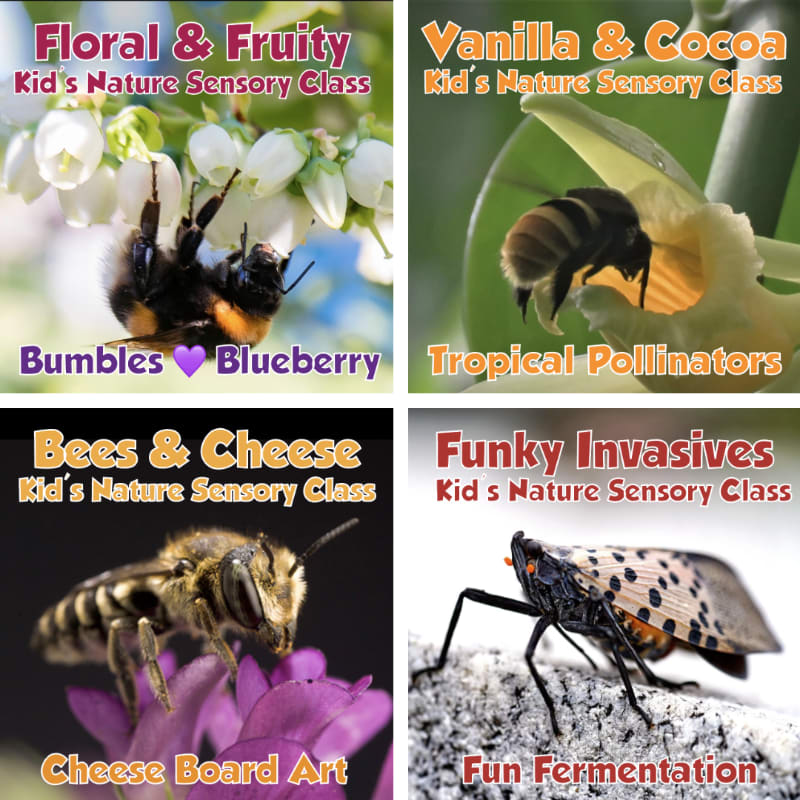 A bumblebee clings to white flowers in the foreground of the top left image, while a bee peeks out from a yellow flower in the top right, a bee rests on purple flowers in the bottom left, and a spotted lanternfly is on a textured surface in the bottom right.