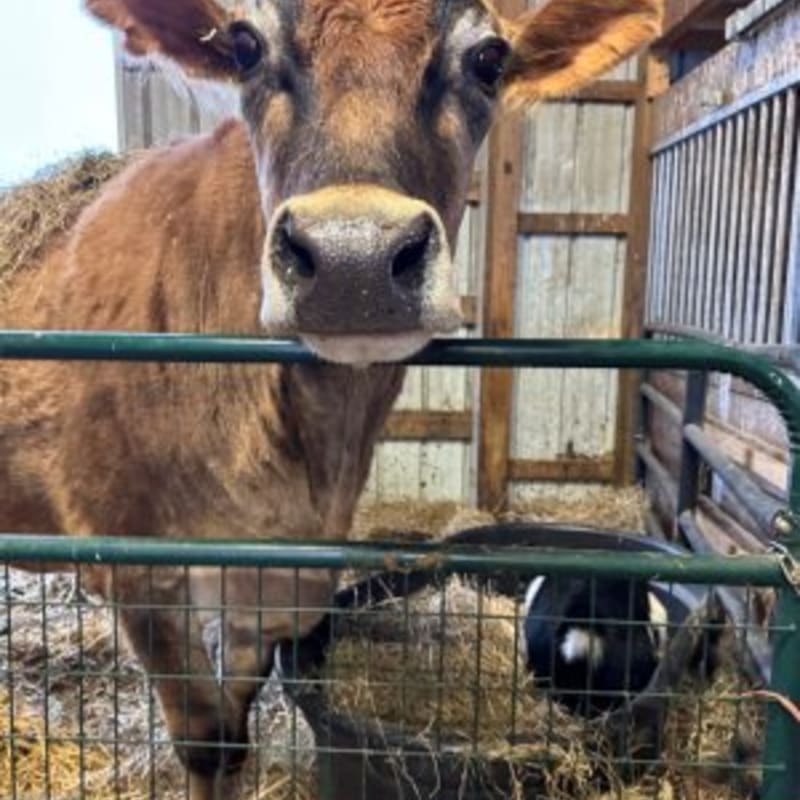 A brown cow with large ears stands behind a green metal gate in the foreground, while another cow eats hay from a trough in the background of a barn.