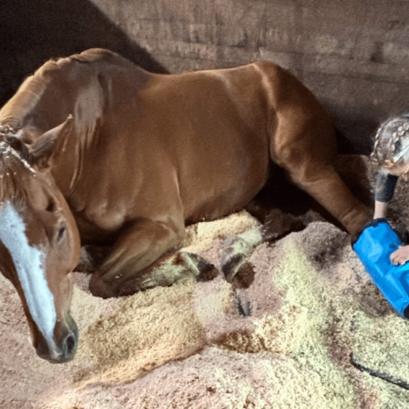 A brown horse lies on a bed of wood shavings in a stable while a person uses a blue blower on its mane.