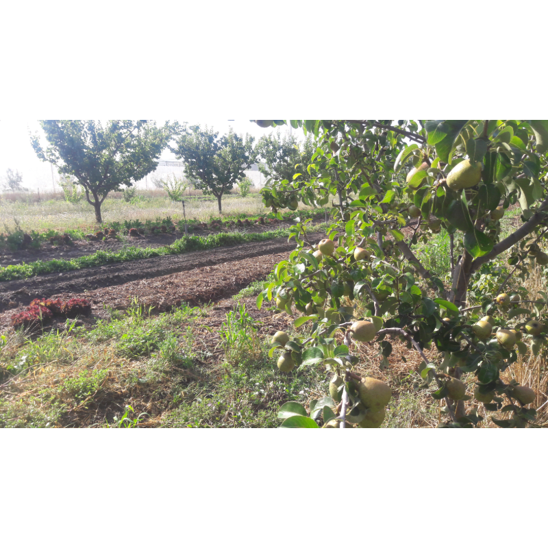 A pear tree laden with fruit stands in the foreground, with tilled garden beds and distant trees in the background.