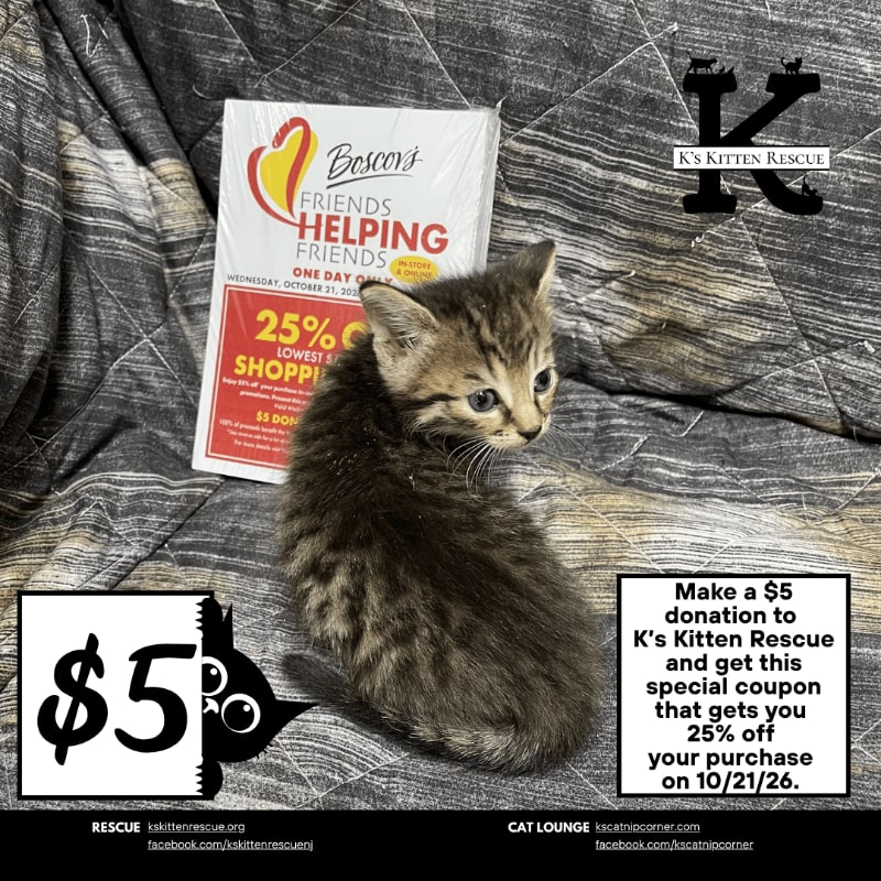 A small tabby kitten sits on a patterned blanket next to a "Boscor's Friends Helping Friends" flyer, with a "K's Kitten Rescue" logo in the background.