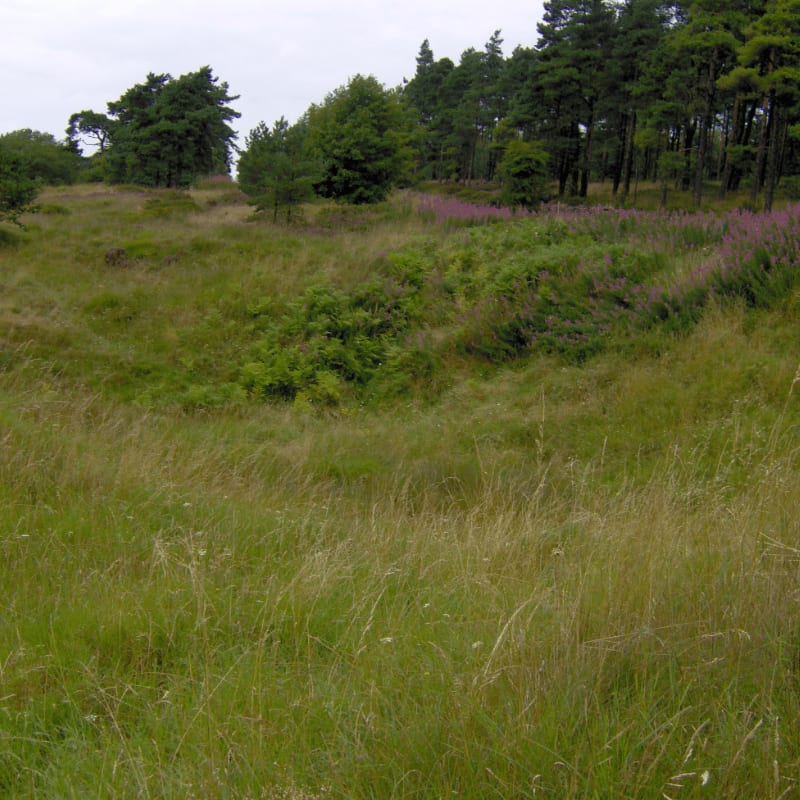 Tall grasses fill the foreground, leading to a dip in the landscape dotted with purple flowers and ferns, all set against a backdrop of dense pine trees under a cloudy sky.