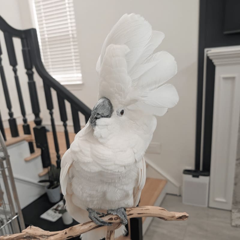 A white cockatoo with a raised crest perches on a branch in the foreground, with a staircase and fireplace visible in the background.