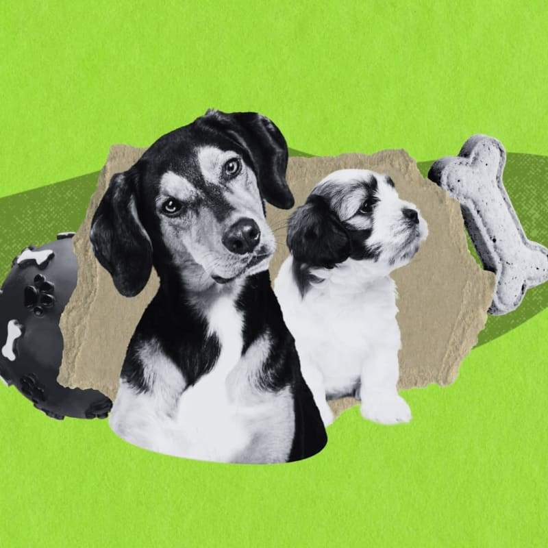 A black and white dog and a puppy sit on torn brown paper against a bright green background, with a dog toy and a bone-shaped treat nearby.