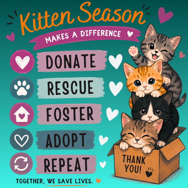 Four adorable kittens, one peeking from a "Thank You" box in the foreground, are featured against a teal background with text promoting "Kitten Season" and ways to help.