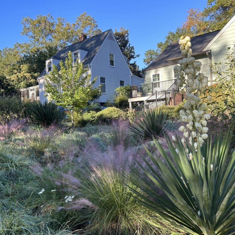 A tall white flower stalk stands in the foreground of a landscaped yard with pink ornamental grass, leading to two houses nestled among trees under a clear blue sky.