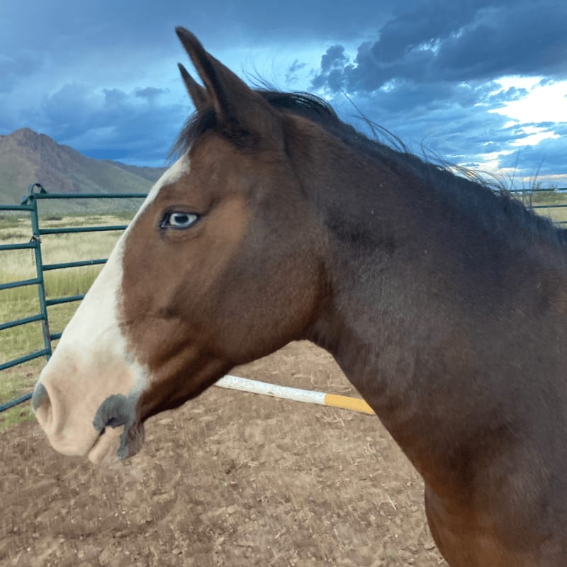 A brown horse with a white blaze on its face stands in a dusty corral with mountains and a cloudy sky in the background.