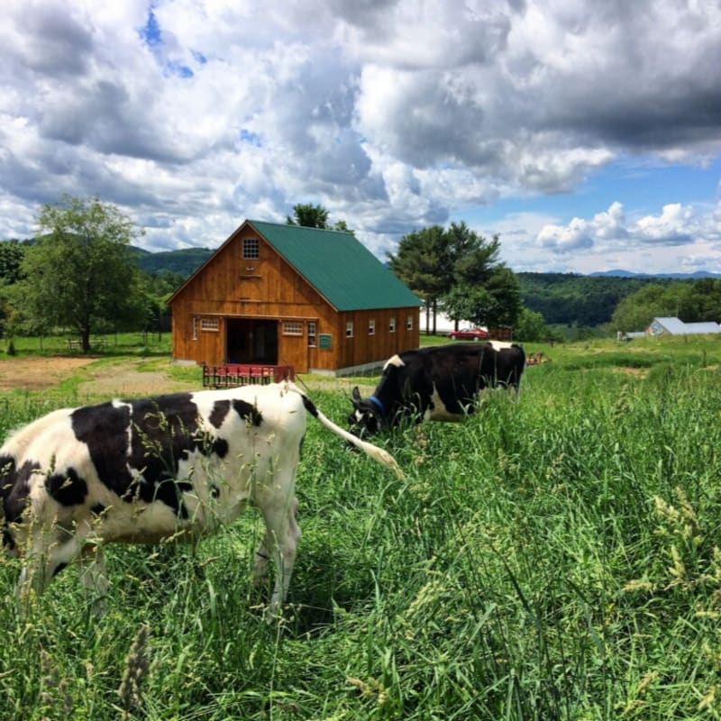 Two black and white cows graze in a lush green field in the foreground, with a rustic wooden barn and rolling hills under a cloudy sky in the background.