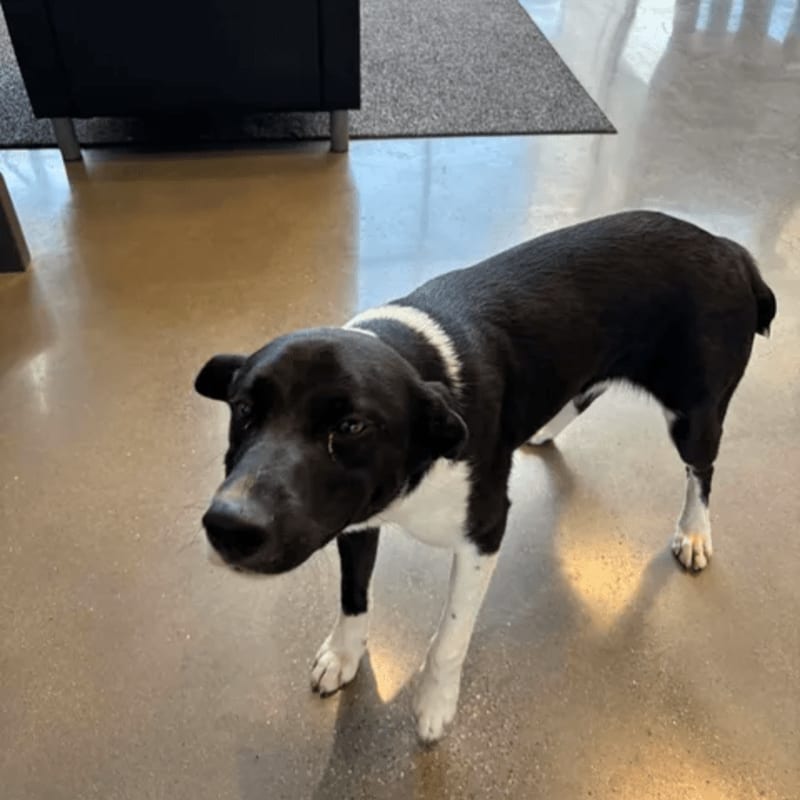 A black and white dog stands on a polished concrete floor with a dark carpet and furniture in the background.