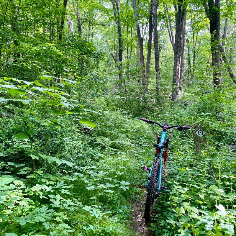 A teal mountain bike rests on a dirt path surrounded by lush green foliage, with a dense forest of tall trees in the background.