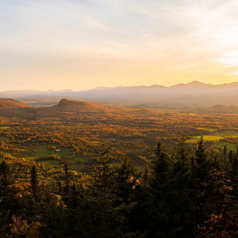 Dark green pine trees in the foreground frame a vast valley of autumn foliage and distant, hazy mountains under a soft, golden sunset sky.