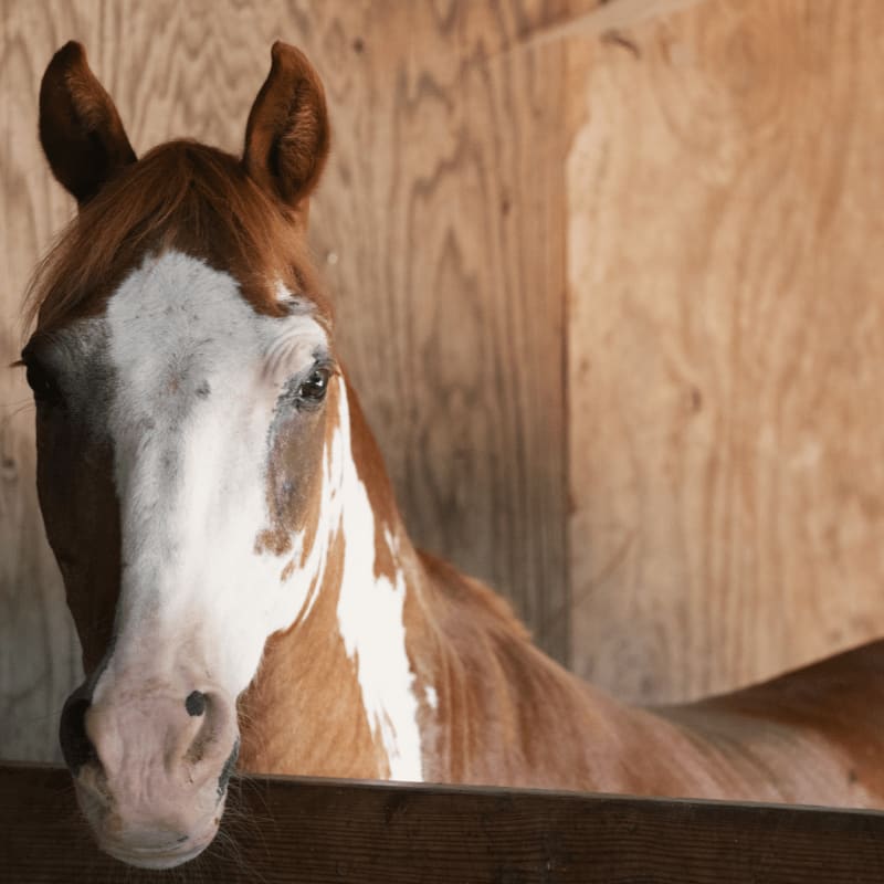 A brown and white horse with a white blaze on its face peeks over a wooden fence in a stable with wood-paneled walls.