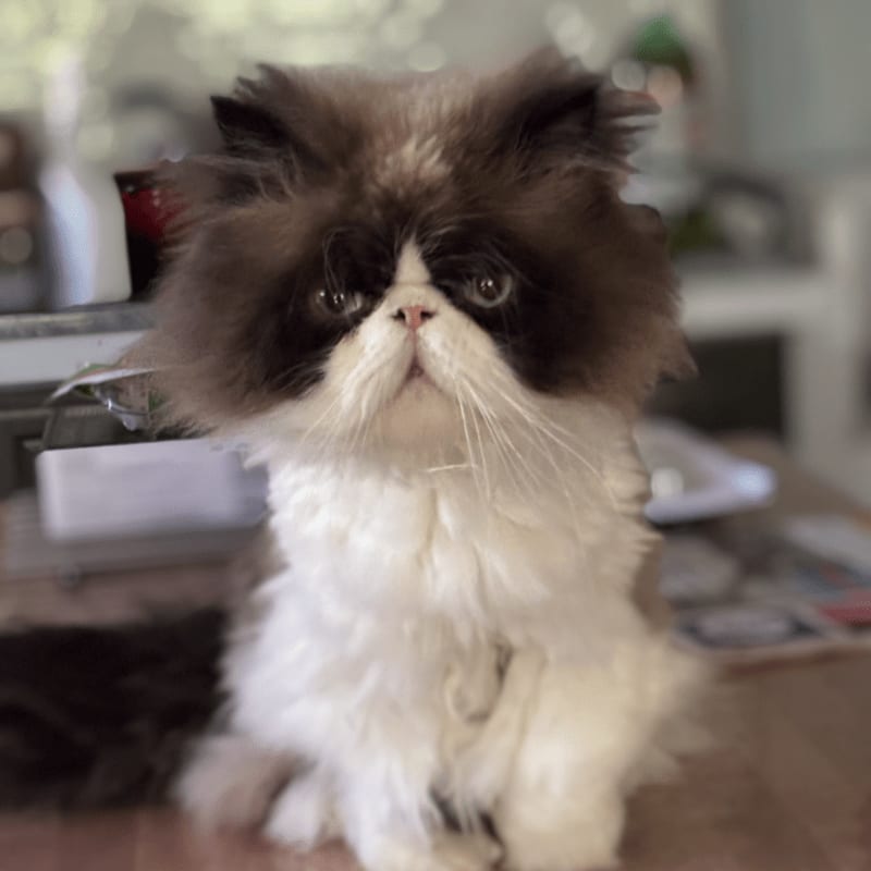 A fluffy Persian cat with dark brown and white fur sits on a wooden surface, with a blurred background of household items.