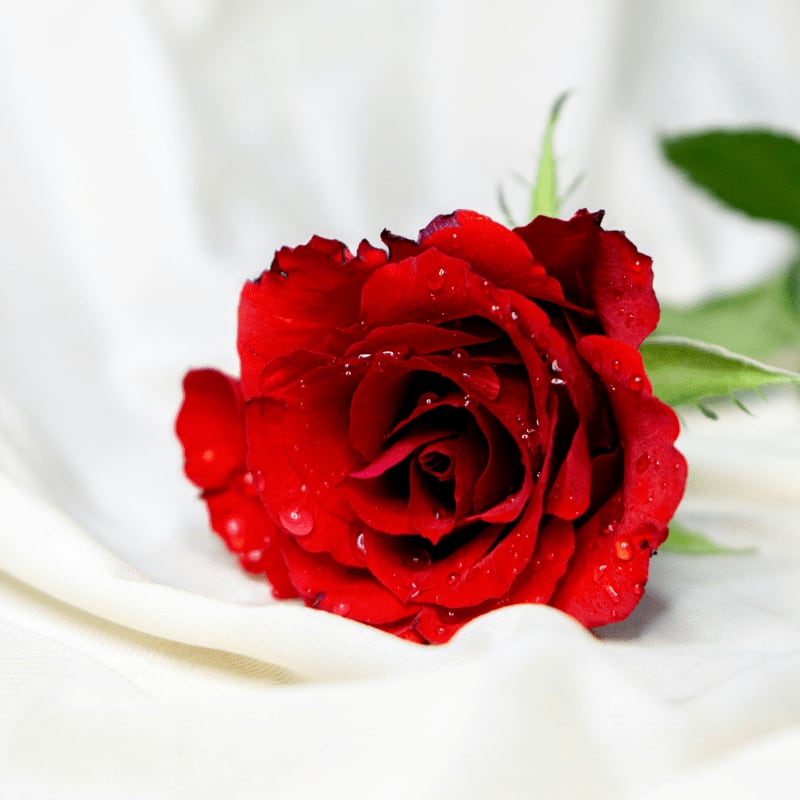 red rose in white textile