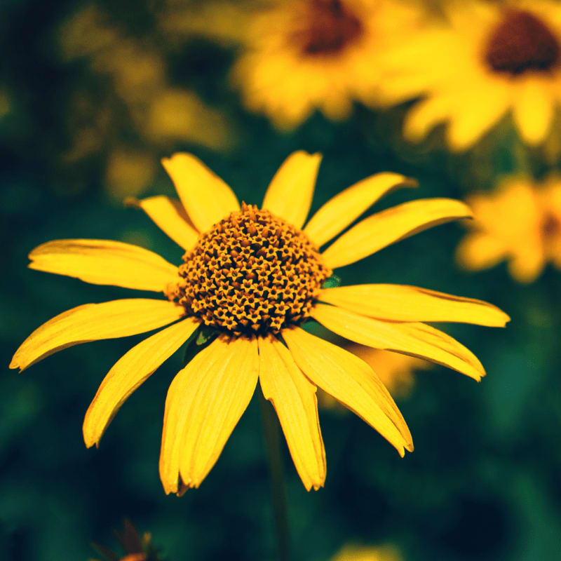 A bright yellow daisy with a textured center stands out against a blurred background of more yellow flowers and dark green foliage.