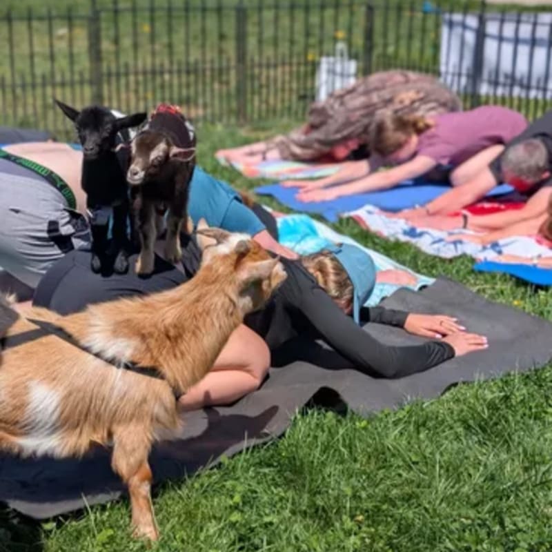 Two playful goats stand on a person's back during an outdoor yoga class with other participants in the background.