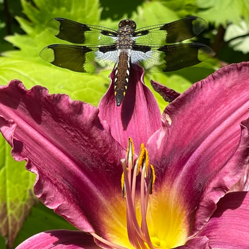A colorful dragonfly rests on a vibrant pink lily with a blurred green leafy background.