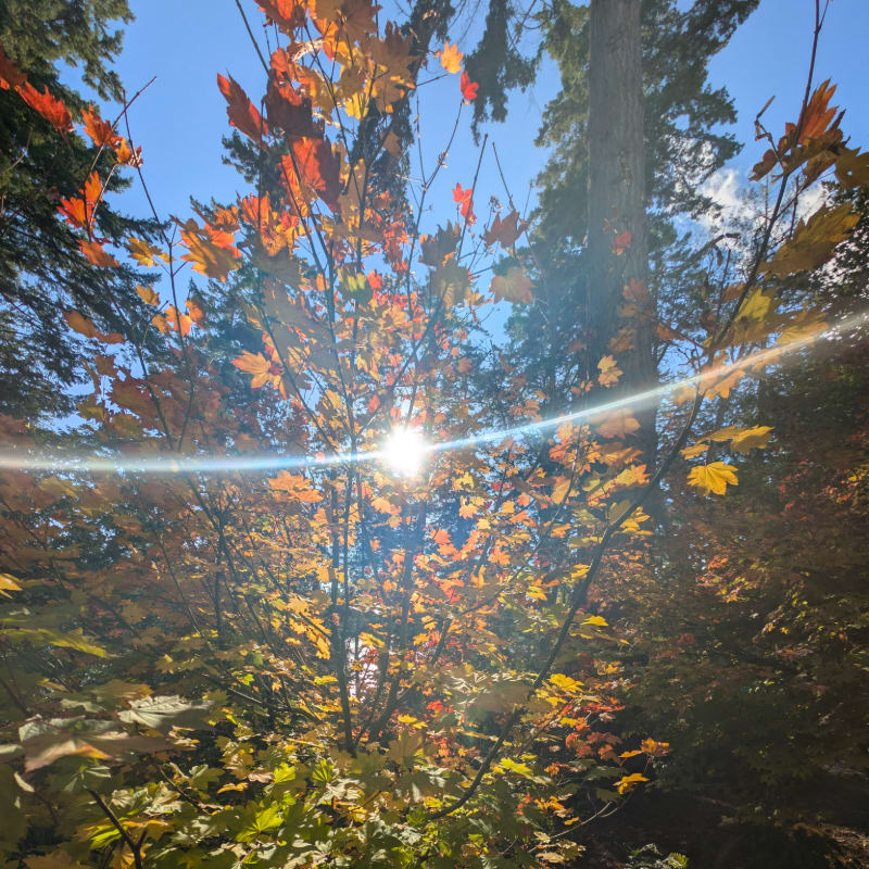 Sunlight streams through the colorful autumn leaves of a tree in the foreground, with tall evergreen trees forming a dappled background under a bright blue sky.